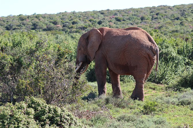 Addo Elephant Park Multi-Day Photo Safari - Pickup and Dropoff Locations