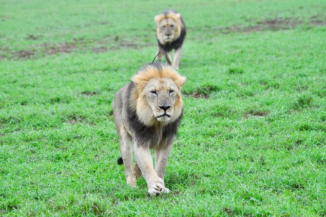 Addo Elephant Park Safari & Shore Excursion From Port Elizabeth - Pickup and Meeting Location