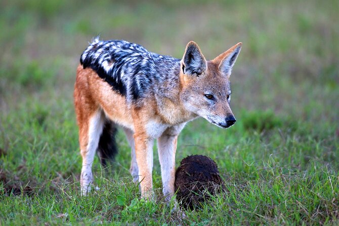Addo Elephant Park Safari & Shore Excursion From Port Elizabeth - Tailored to Cruise Schedules