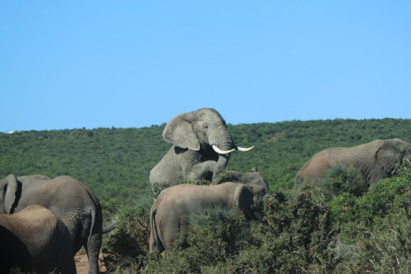 Addo Elephant Park Tours . - Picnic Lunch