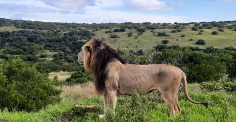 Addo Elephant Park:Safari Tour Meet Big 5 to Be Satisfied - Key Points