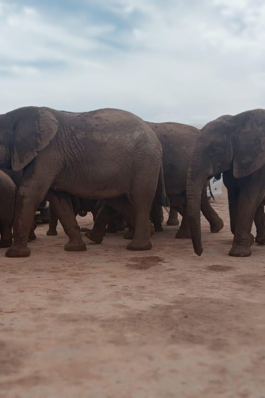 Addo Elephant Park:Safari Tour Meet Big 5 to Be Satisfied - Itinerary and Activities