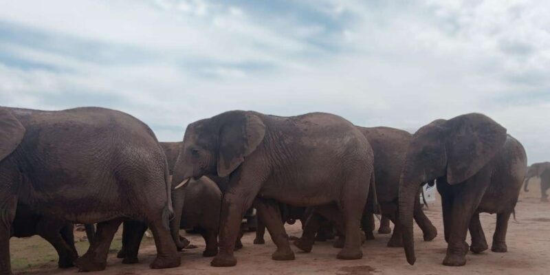 Addo Elephant Park:Safari Tour Meet Big 5 to Be Satisfied - Accessibility and Participant Guidelines