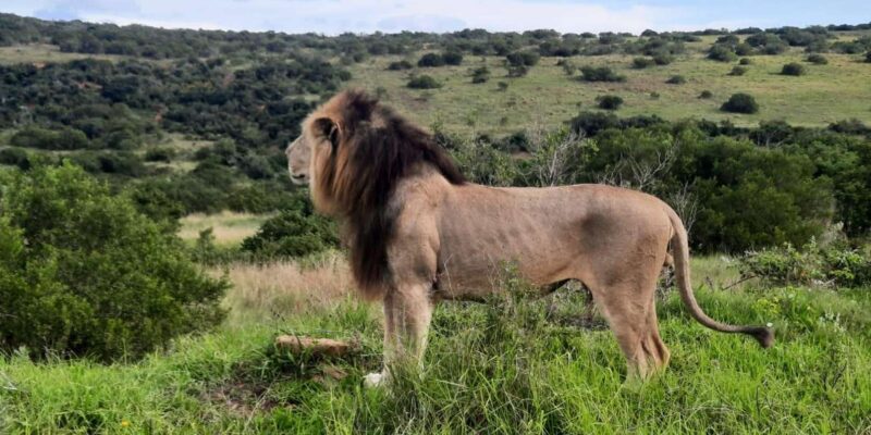 Addo Elephant Park:Safari Tour Meet Big 5 to Be Satisfied - Tour Experience and Guide