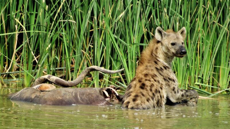 Addo National Park: Full-Day Safari Tour - Dining Experience