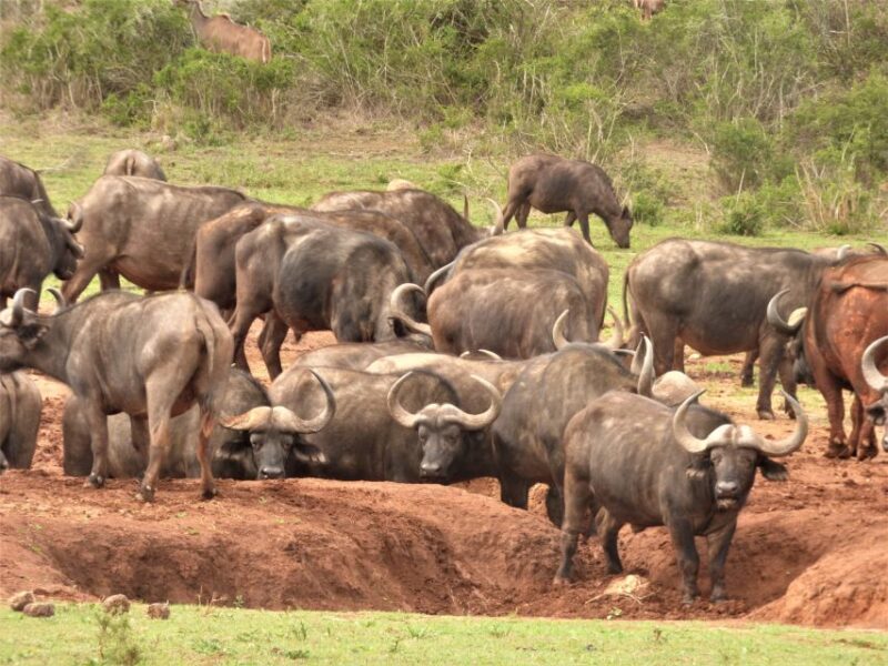Addo National Park: Full-Day Safari Tour - Frequently Asked Questions