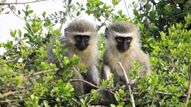 Addo River Safari - Guided Tour via Canoe - Highlights of the Experience