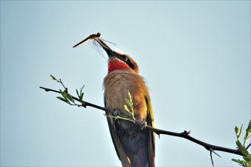 Addo River Safari - Guided Tour via Canoe - Inclusions and Amenities
