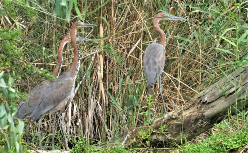 Addo River Safari - Guided Tour via Canoe - Considerations for the Tour