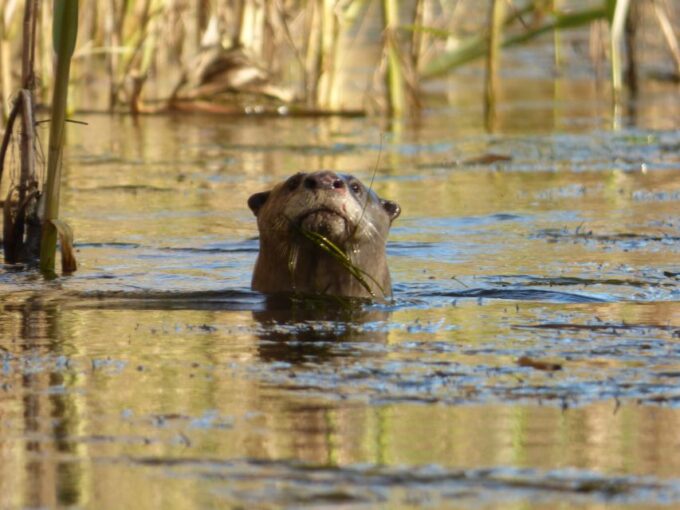 Addo River Safari - Guided Tour via Canoe - Frequently Asked Questions