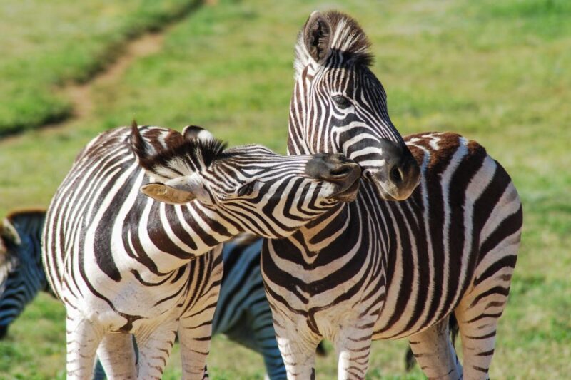 Addo Safari Full Day Tour - Key Points