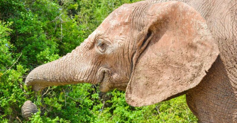 Addo Safari Full Day Tour - Highlights of the Safari