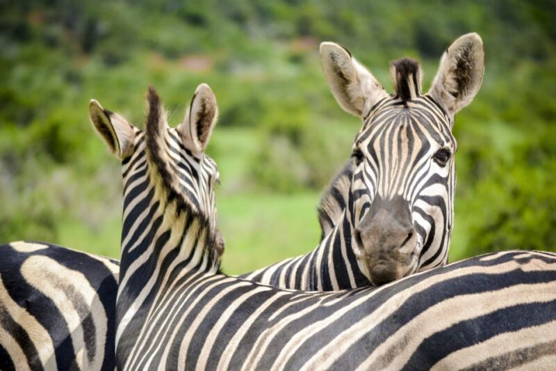 Addo Safari Full Day Tour - Cancellation and Payment Policy