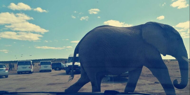 Addo Zip Line, Kragga Kamma Game Park & Addo Elephant Park - Wildlife and Activities Highlights