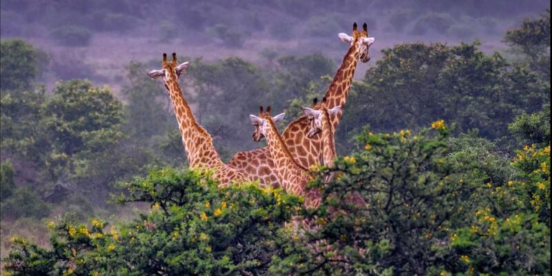 Addo Zip Line, Kragga Kamma Game Park & Addo Elephant Park - Pickup Location and Duration