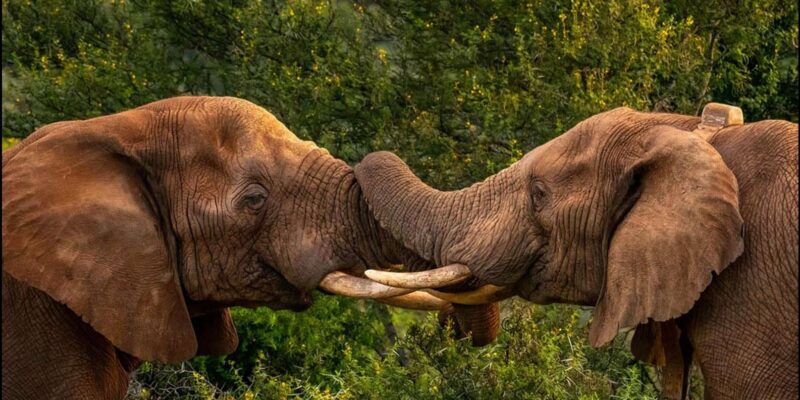 Addo Zip Line, Kragga Kamma Game Park & Addo Elephant Park - Included Amenities and Equipment