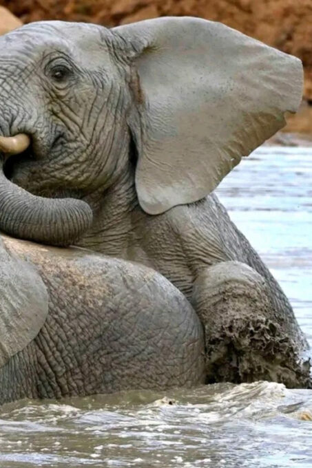 Addo Zip Line, Kragga Kamma Game Park & Addo Elephant Park - Flexible Booking and Cancellation Policy