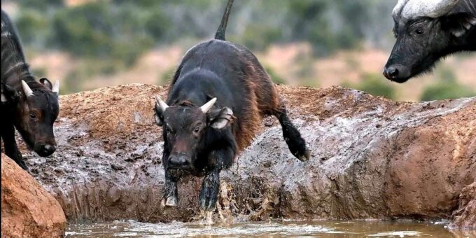 Addo Zip Line, Kragga Kamma Game Park & Addo Elephant Park - Contact for Group Bookings