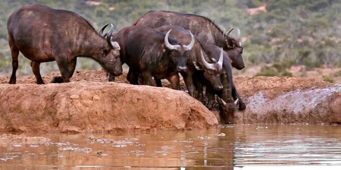 Addo Zip Line, Kragga Kamma Game Park & Addo Elephant Park - Frequently Asked Questions