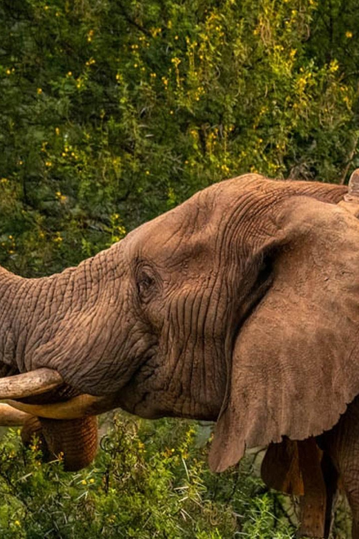 Addo Zip Line, Kragga Kamma Game Park & Addo Elephant Park - Activities and Highlights
