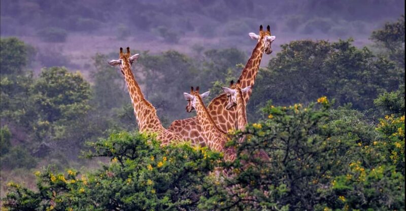 Addo Zip Line, Kragga Kamma Game Park & Addo Elephant Park - Pricing and Cancellation