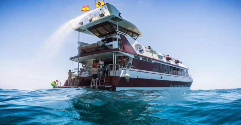 Adeje: Whale and Dolphin Watching With Lunch and Swimming - Key Points