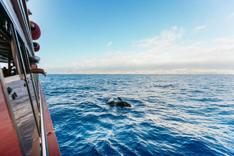 Adeje: Whale and Dolphin Watching With Lunch and Swimming - Highlights of the Excursion