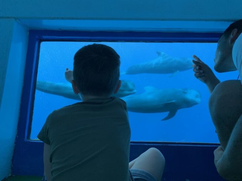 Adeje: Whale and Dolphin Watching With Lunch and Swimming - Starting Location Options