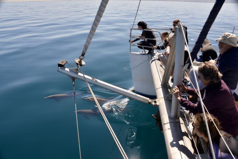 Adelaide: 3.5-Hour Guaranteed Wild Dolphin Watching Cruise - Price and Duration