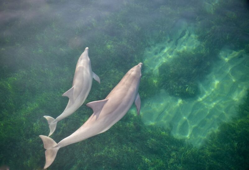 Adelaide: 3.5-Hour Guaranteed Wild Dolphin Watching Cruise - Meeting Point and Language