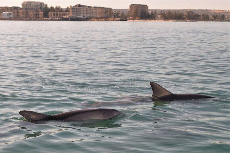 Adelaide: 3.5-Hour Guaranteed Wild Dolphin Watching Cruise - Guaranteed Dolphin Sightings