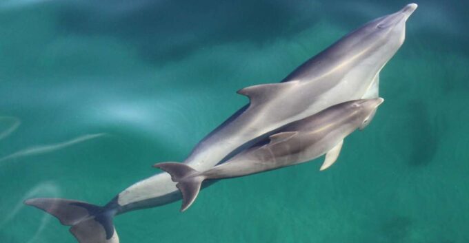 Adelaide: 3.5-Hour Guaranteed Wild Dolphin Watching Cruise - Inclusions and Exclusions