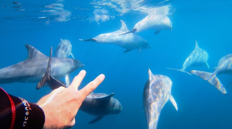 Adelaide: 3.5-Hour Swimming With Dolphins Experience - Highlights and Activities