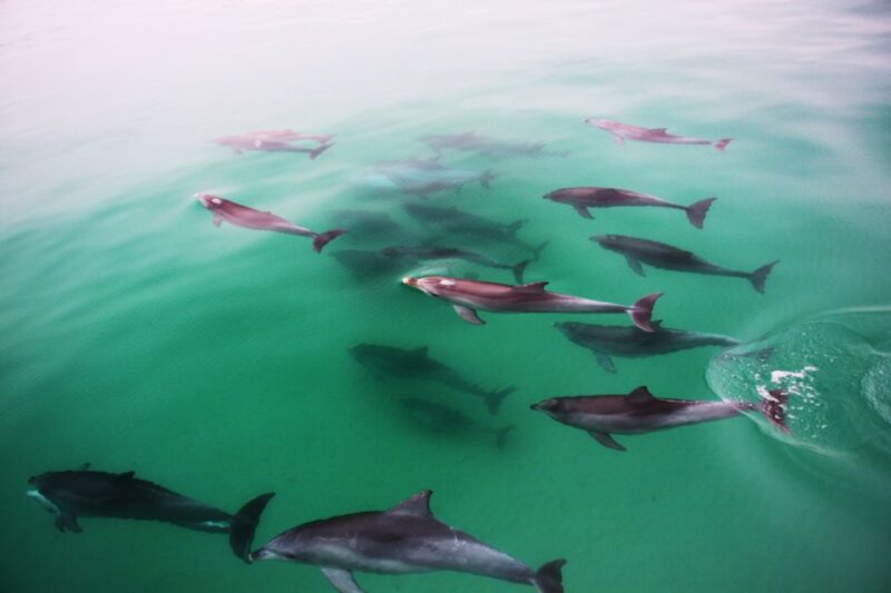 Adelaide: 3.5-Hour Swimming With Dolphins Experience - Meeting Point and Location