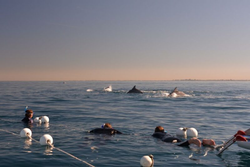 Adelaide: 3.5-Hour Swimming With Dolphins Experience - Suitability and Exclusions