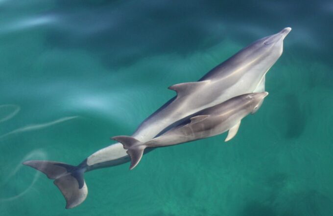 Adelaide: 3.5-Hour Swimming With Dolphins Experience - Cancellation and Refund Policy