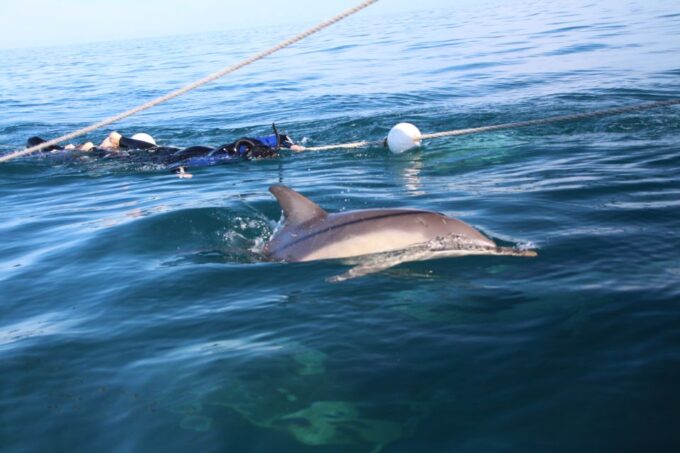 Adelaide: 3.5-Hour Swimming With Dolphins Experience - Booking and Availability