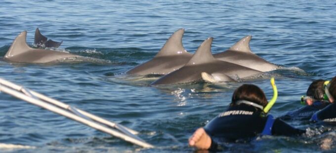 Adelaide: 3.5-Hour Swimming With Dolphins Experience - Recap