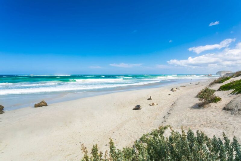Adelaide: 3-Day Kangaroo Island Adventure Tour With Camping - Accommodation and Meals