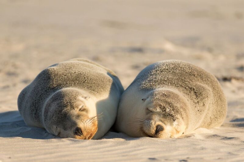 Adelaide: 3-Day Kangaroo Island Adventure Tour With Camping - Transportation Arrangements