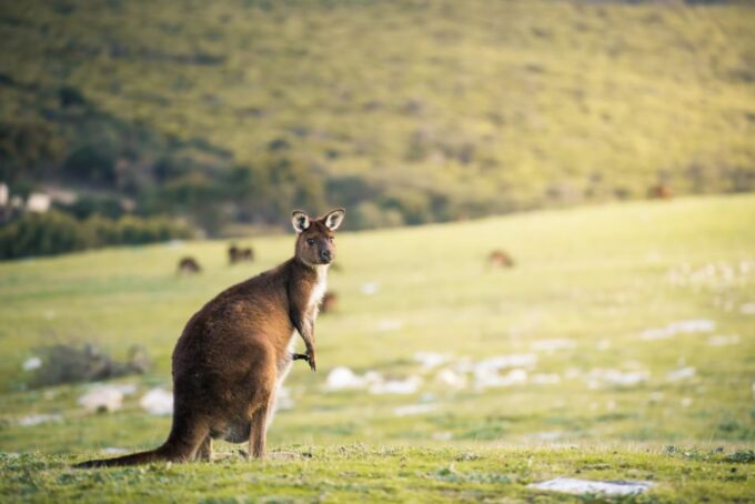 Adelaide: 3-Day Kangaroo Island Adventure Tour With Camping - Age and Fitness Requirements