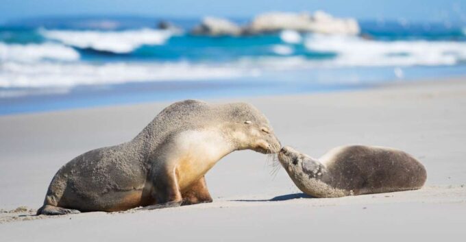 Adelaide: 3-Day Kangaroo Island Adventure Tour With Camping - Luggage Restrictions