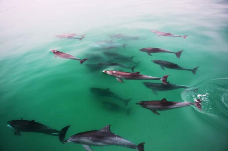 Adelaide: 4-Hour Guaranteed Wild Dolphin Watching Cruise - An Authentic Dolphin Encounter Off Adelaide’s Shores