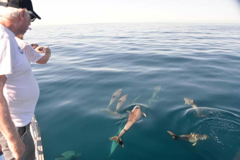 Adelaide: 4-Hour Guaranteed Wild Dolphin Watching Cruise - Authenticity and the Guarantee