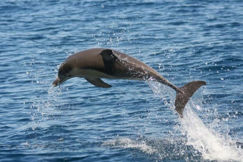 Adelaide: 4-Hour Guaranteed Wild Dolphin Watching Cruise - Who Will Love This Tour?