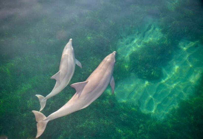 Adelaide: 4-Hour Guaranteed Wild Dolphin Watching Cruise - Authentic Reviews and Highlights