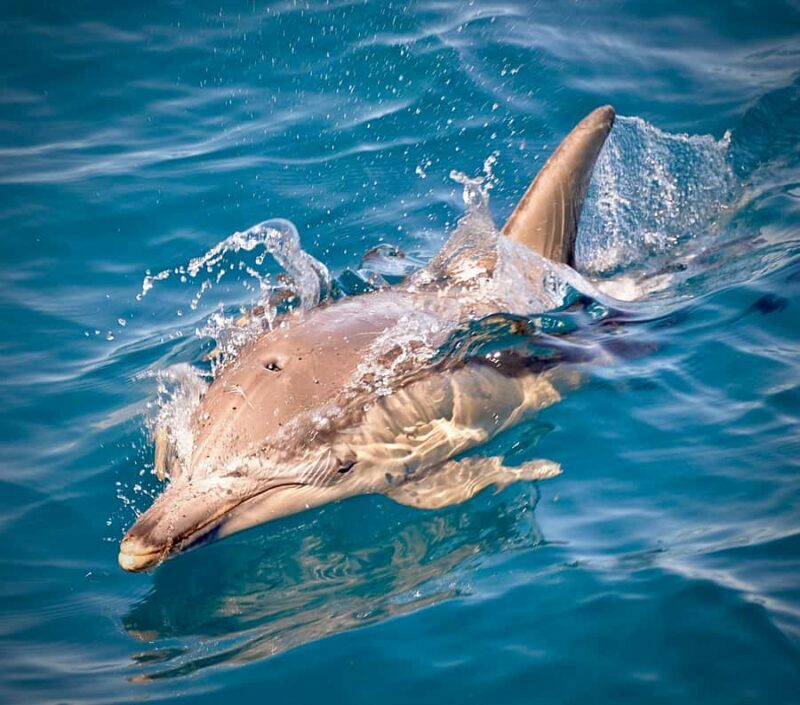 Adelaide: 4-Hour Guaranteed Wild Dolphin Watching Cruise - The Value of a Well-Run Wildlife Tour