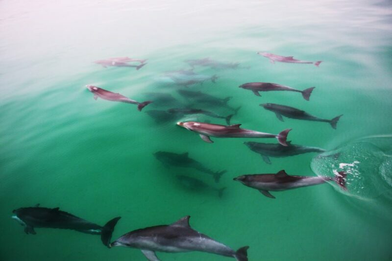 Adelaide: 4-Hour Guaranteed Wild Dolphin Watching Cruise - Who Should Consider This Experience?