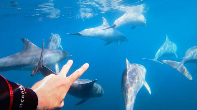 Adelaide: 4-Hour Swimming with Dolphins Experience - A Practical Overview of the Tour
