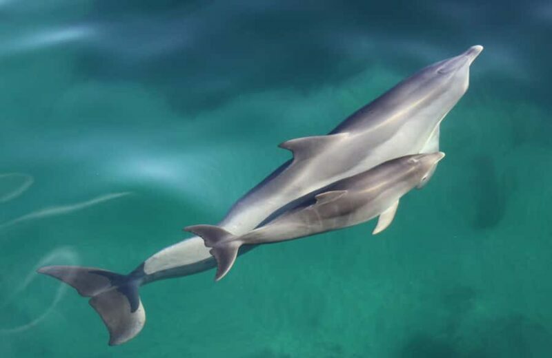 Adelaide: 4-Hour Swimming with Dolphins Experience - Additional Practical Details